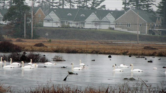 Swans in Carver